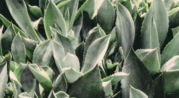 skin benefits of aloe vera
